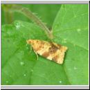 Epagoge grotiana - Wickler 01.jpg